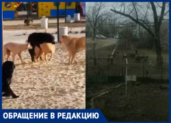 Чипированные собаки размножаются прямо на детской площадке: волгоградцы шлют видео