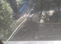 На юге Волгограда во дворе дома рухнул огромный вяз: видео