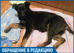 Волгоградка обвиняет врачей в смерти 4-месячного щеночка