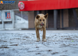 Отравления уличных собак обернулись трупной антисанитарией на улицах Волгограда