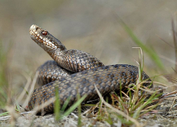 Только одна змея в Волгоградской области заслуживает нашего страха