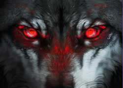 Волк устроил кровавую бойню овцам под Волгоградом 