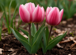 Брандушка с подземными влагалищами взята под наблюдение в Волгоградской области