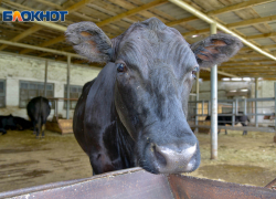 Под Волгоградом банкротится прославившийся массовым расстрелом коров агрохолдинг