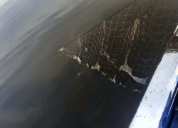300 кг живой рыбы нашли в волгоградских сетях 