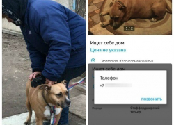 Породистую собаку вышвырнули на улицу из-за неудачных попыток продать ее в Волгограде
