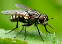 Ждать ли смертельного нашествия кровожадных слепней весной-2026