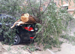 Сильный ветер повалил дерево на новенький Hyundai в Волгограде