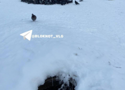 Жуткий колодец рядом с зимующими утками добавил стресса волгоградцам