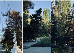 Операцию по пересадке трех гигантских елей готовят в парке под Волгоградом