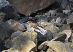 «Трудно поймать такую стремительную птичку»: фотограф снял серую мухоловку у Волжской ГЭС