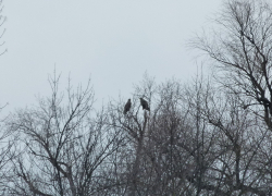 Редкий хищник начал выращивать потомство в Волгоградской области