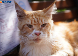 Погода в Волгограде 2 октября: солнечно, без осадков и высокое давление