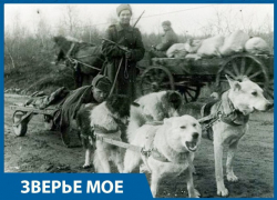 Собачье сердце: домашние животные на защите Сталинграда