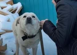 Предновогоднее чудо: осиротевшему волгоградскому псу Кокосу нашли дом 