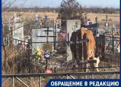 Кладбищенский погром: стадо коров топчет могилы, сносит кресты и ограды в Волгограде