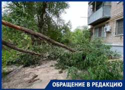 Рухнувшее дерево закрывает дорогу экстренным службам в Волгограде