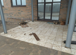 Собака набросилась на школьницу в День знаний в Волгоградской области