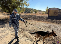 Мужчину со шрамом ищут с дронами и собаками под Волгоградом 
