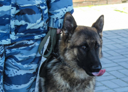 Экс-начальник отдела по контролю за оборотом наркотиков и оперуполномоченный отправились в колонию за подброшенные волгоградцу наркотики