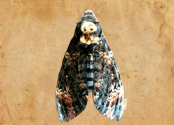 Древний предвестник эпидемии и войны, бабочка с мертвой головой прилетела в Волгоградскую область