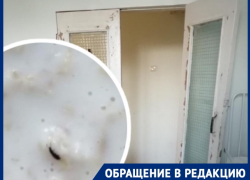 Кашу с жуками выдали детям в больнице в Волгограде 