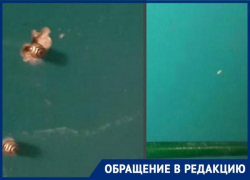 Чиновники сняли трубу с запахом канализации и забыли о проблеме девушки с ДЦП в Волгоградской области 
