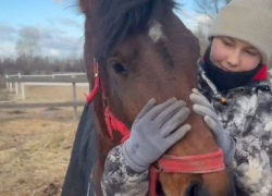 В приемную президента и главы СК написали сотрудники волгоградского конного клуба после нападения на питомцев с кислотой 