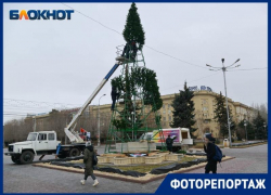 Скромная ель на Аллее Героев в объективе волгоградского фотографа