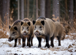 Массовый отстрел кабанов анонсировали в Волгоградской области