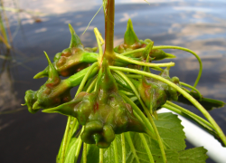 Чертов орех грозит изрезать волгоградцев в водоемах и отнять миллион