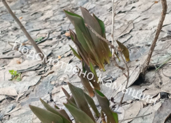 Просыпающиеся от зимы тюльпаны заметили под Волгоградом