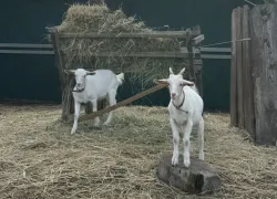 Волгоградца застрелили из-за конфликта по выгулу скота 