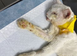 Брошенного в жутком состоянии кота после ДТП спасли в Волгограде