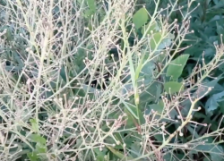 О страшных последствиях омолаживающего степного хрена предупредили волгоградцев 