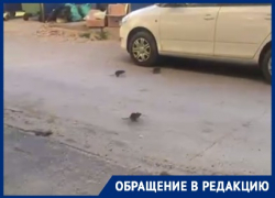Крысы позвали друзей после жалобы волгоградцев