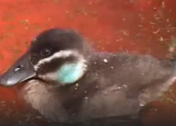 Краснокнижная птица выбрала для жизни техногенные пруды Волгограда