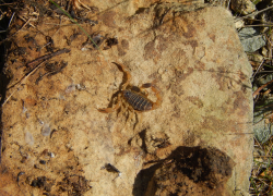 Скорпионов обнаружили в парке под Волгоградом