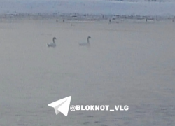 Плавающих у охладительного котлована лебедей просят спасти в Волгограде 