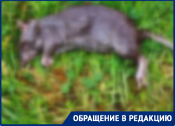 Вонючие свалки с крысами заполонили Волгоград