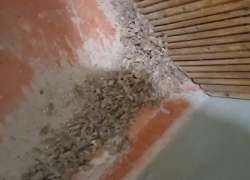 "Их тут тысячи!": горы тараканов заполнили многоэтажку в Волгограде - видео