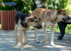 Из-за бешеных собак объявлены карантины вблизи Волгограда