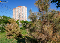 За умершие после приезда двух президентов сосны объяснились в мэрии Волгограда 