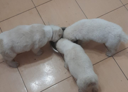 Забрался, выкрал трех щенков и раздал знакомым ради спасения: волгоградцу грозит срок