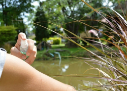 Волгоградцам рассказали, когда ждать «комариного ада»
