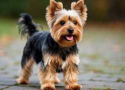 Йоркширский терьер заставил волгоградку прививаться от бешенства 