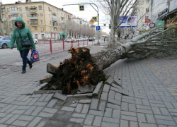 Огромное дерево с корнем вырвало возле торгового центра в Волгограде: видео очевидцев