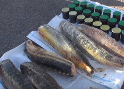  Нового года не будет: нелегальный канал черной икры и осетровых перекрыли в Волгограде 