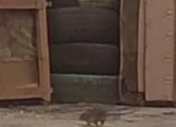 Крысиная тусовка взбесила волгоградцев: живут как сказке