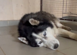 «Подтекал гной с кровью»: собаку с опарышами спасают в Волгограде